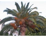 Цветущая пальма рядом с монастырем
